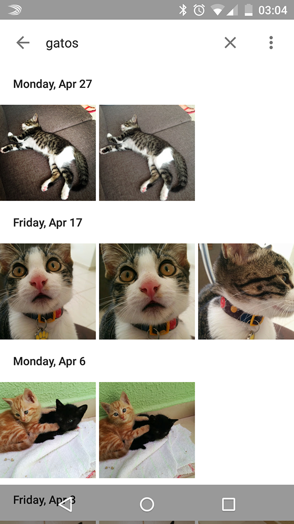Filtrando por gatos no Google Photos